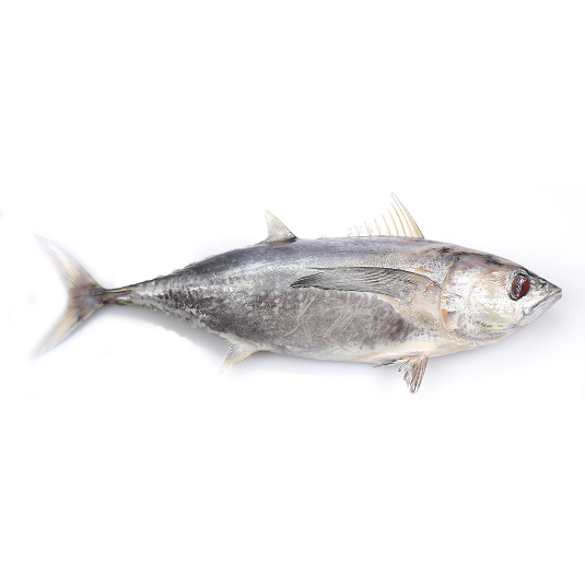 Tonggol